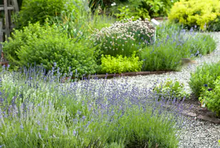 Herb Garden