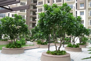 Plumeria Court