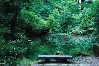 Miyawaki Forest