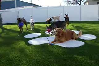 Pets Zone