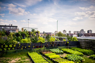 URBAN FARMING